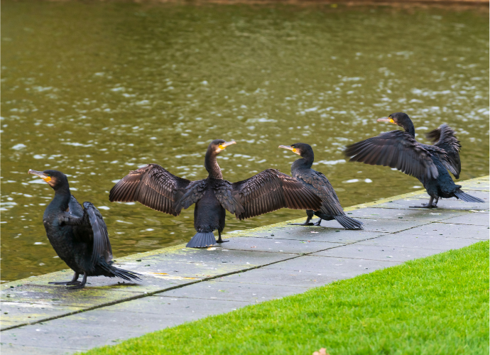 Cormorants